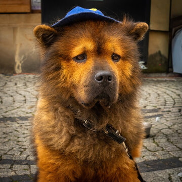 A fluffy Chow with a hat on looking sad