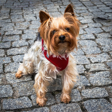 a yorkshire terrier dog
