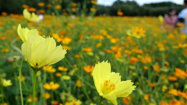 Tranquility in a sulfur cosmos field