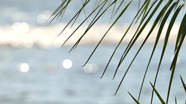 Palm frond leaves hanging over shimmering ocean water with bokeh lights