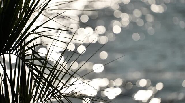 Palm tree silhouette with shimmering sunlight bokeh on sparkling ocean water