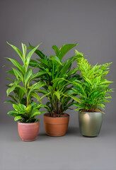 Fototapeta premium Indoor plants for home decor and green living, potted houseplants for air purification and natural beauty on a gray background