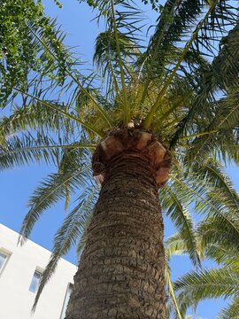 coconut palm tree, Palme 