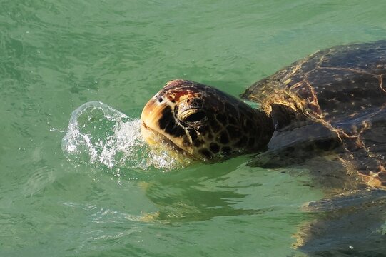 Macro green sea turtle head, swimming in the ocean, Oahu Hawaii #2
