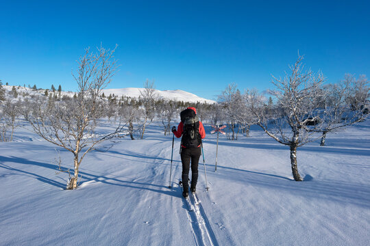 Rear view of female skier walking on snow covered land at remote location under blue sky