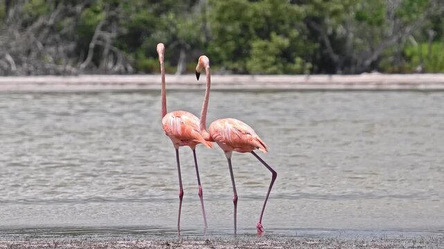 Two wild American flamingos walking together through shallow lagoon water in Ria Lagartos Biosphere Reserve, Yucatan, Mexico. Pair of pink flamingos in their natural tropical wetland habitat.