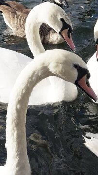 swans and other waterfowl in the river thames, london in vertical