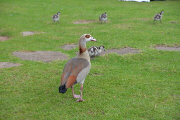 Egyptian goose with goslings in a green park © Shahrokh
