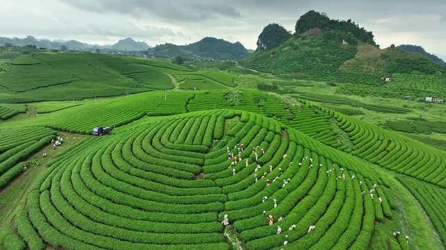 Drone footage shows workers harvesting tea across vibrant green plantation rows in the rolling hills of Moc Chau, Son La, Vietnam.