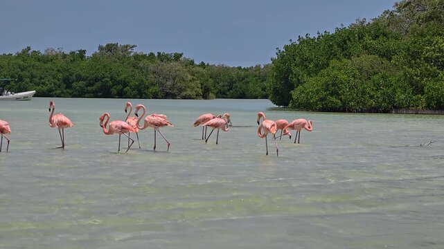Flock of wild American flamingos standing and feeding in shallow tropical lagoon water surrounded by mangroves in Ria Lagartos Biosphere Reserve, Yucatan, Mexico.