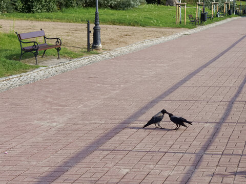 Two crows interact on a sunny day in a park with a walkway and a bench