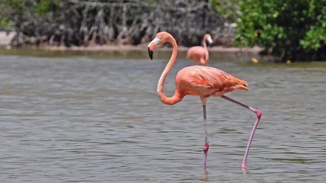 Wild American flamingo walking through shallow water in the Ria Lagartos Biosphere Reserve on the Yucatan Peninsula, Mexico. Beautiful tropical wildlife scene with a pink flamingo reflected in the lag