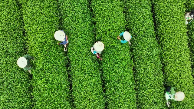 Drone footage shows workers handpicking fresh tea leaves among vivid green rows at the scenic Moc Chau tea plantation in Son La, Vietnam.