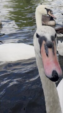swans and other waterfowl in the river thames, london in vertical