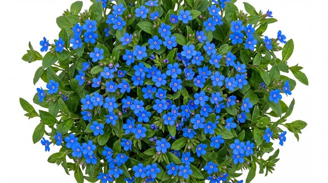 Vibrant blue forget me not flowers with lush green foliage captured from an overhead angle isolated on white background