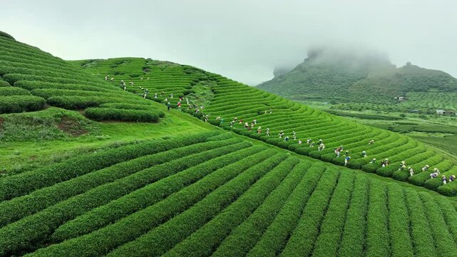 Aerial view of workers harvesting tea across vibrant terraced fields in Moc Chau, Son La, Vietnam, surrounded by misty mountain scenery.
