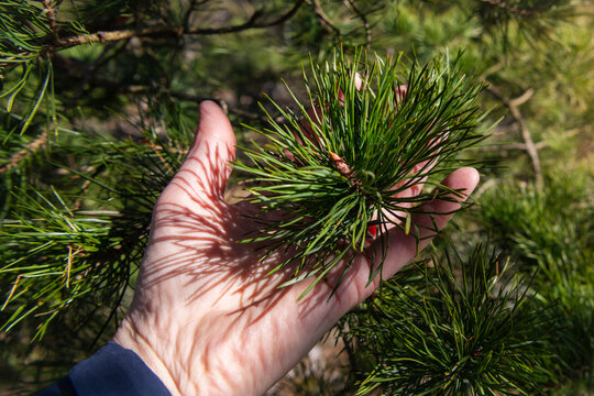 Close-up of unrecognizable person holding needle pine branch in hand