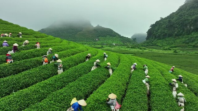 Workers in conical hats harvest fresh tea leaves across lush green rows at a misty tea plantation in Moc Chau, Son La, Vietnam.