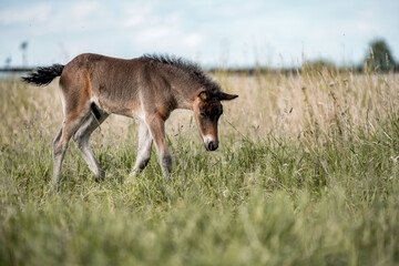 Young brown foal grazing in a sunlit meadow pasture with tall grass and blurred rural background © PIC by Femke