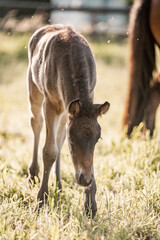 Newborn foal grazing in sunlit meadow with adult horse in soft-focus background, golden hour pasture scene © PIC by Femke