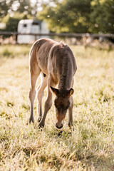 Young foal grazing in a sunlit pasture near a wooden fence with horse trailer in soft golden light © PIC by Femke