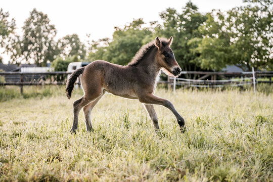 Energetic brown foal trotting across a sunlit grassy pasture near a wooden fence and trees
