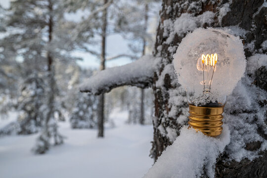 Snow covered light bulb with glowing filament on tree branch in winter forest