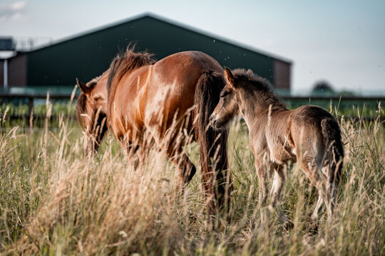 Bay mare and foal grazing in tall grass on a rural farm pasture with barn in soft evening light