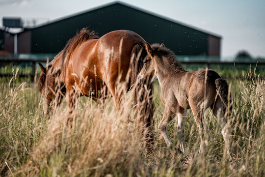 Brown mare and young foal grazing in tall summer pasture near a barn in a peaceful rural field