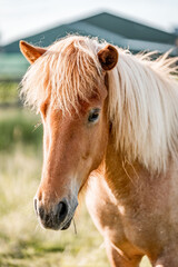 Naklejka premium Close-up portrait of a palomino horse with a long flaxen mane in a sunlit pasture near a barn