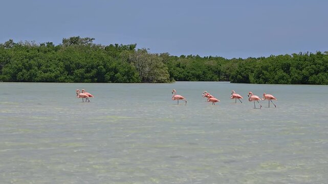 RIO LAGARTOS, YUCATAN, MEXICO: 6.7.2026:Flock of wild American flamingos standing and feeding in shallow tropical lagoon water surrounded by mangroves in Ria Lagartos Biosphere Reserve, Yucatan, Mexic