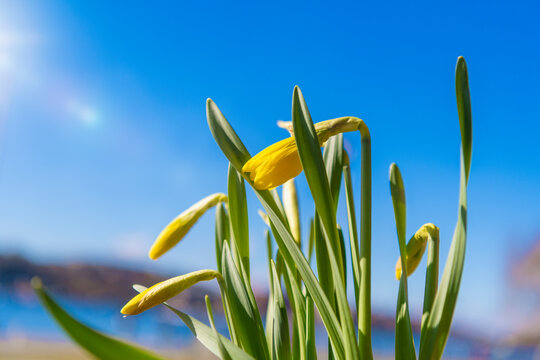 Close-up of yellow daffodil and young buds plant in garden at sunny day