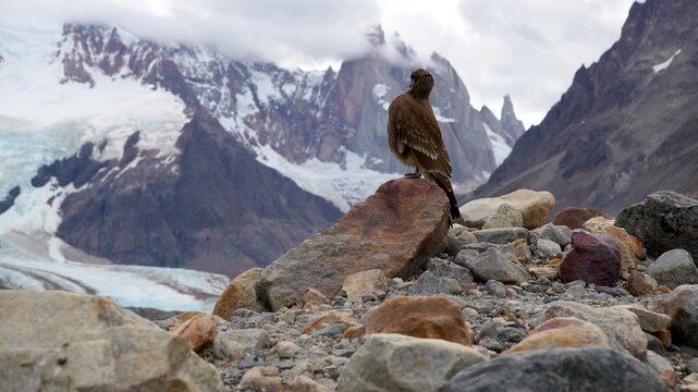 Cerro Torre's Guardian: A Close-Up of a Caracara Bird on a Rocky Promontory with the Famous Sharp Mountain Spire of Patagonia Visible under a Cloudy Sky