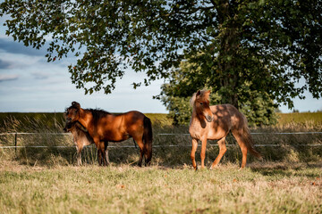 Two ponies grazing beneath a shady tree in a sunlit pasture with a fence and rolling countryside © PIC by Femke