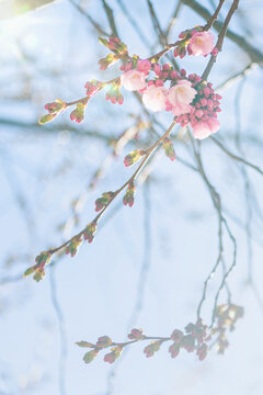 Close-up of pink cherry blossoms on tree branch at sunny day