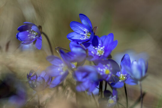 Hepatica nobilis flowers blooming in garden