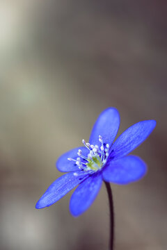 Close-up of single blooming Hepatica nobilis flower