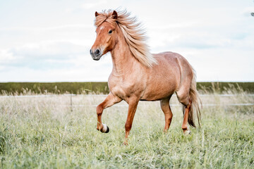 Palomino horse galloping through a grassy meadow with flowing mane and tail under a bright sky © PIC by Femke