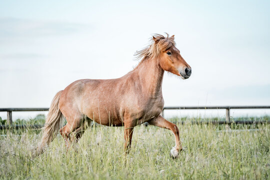 Brown horse trotting through tall grass in a fenced pasture under a pale sky