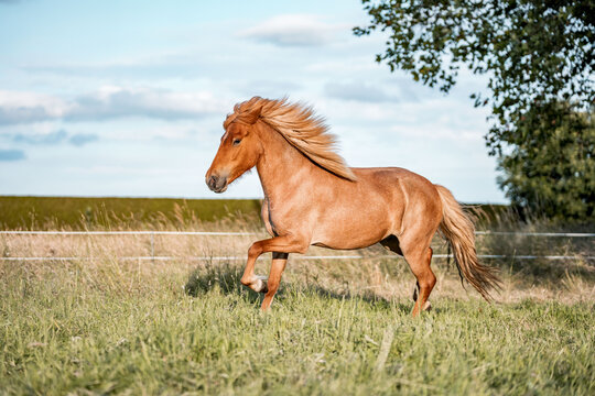 Chestnut horse with flowing mane galloping across a sunlit grassy pasture by a wooden fence under a blue sky