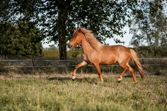 Chestnut horse trotting across a sunlit grassy pasture with wooden fence and trees in a rural countryside landscape