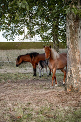 Three horses grazing under a large leafy tree in a sunlit rural pasture with fence and dry grass © PIC by Femke