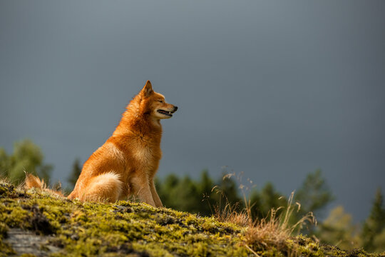 Finnish Spitz dog sitting on grass against sky at dusk
