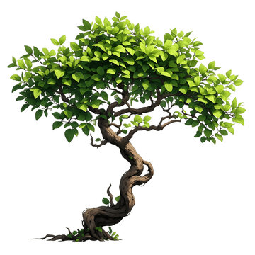 bonsai tree isolated on white