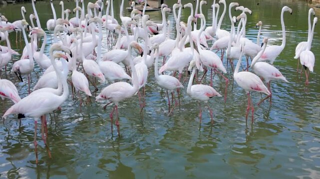 Flamingos gather at the pond in the park during the sunny afternoon with clear water
