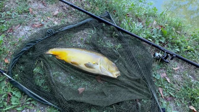 horizontal slow-motion video of freshly caught carp ready for catch and release. themes of wildlife care, sustainable and safe fishing practices, and active outdoor recreation. 