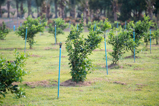Farm land with young lime trees growing under tropical sun with irrigation system across valley, organic agricultural lime plantation in Thailand, growing exotic lime fruits for food and drink purpose