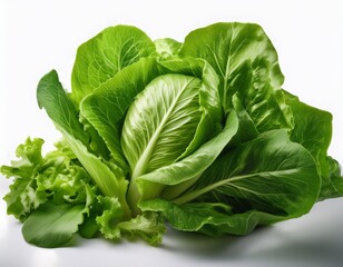 Fototapeta premium fresh organic leafy green vegetable close up with vibrant garden foliage isolated on white background