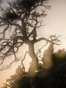 In silhouette view of tree near hill against sky at dusk