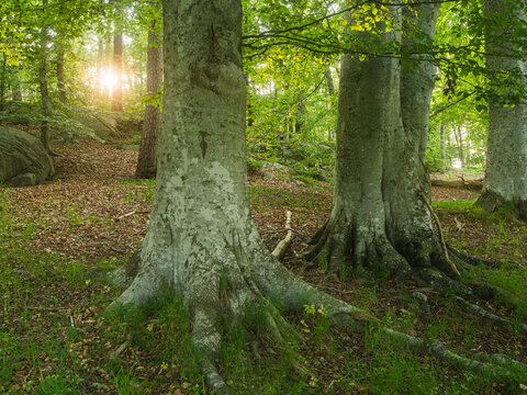 Thick trees in tranquil forest at sunny day